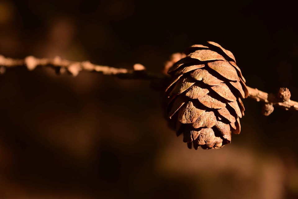 Branch brown conifer