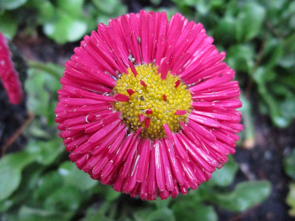 Beautiful Flowers bloom blooming