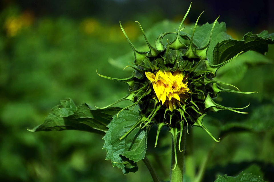 Agricultural agriculture beautiful flowers
