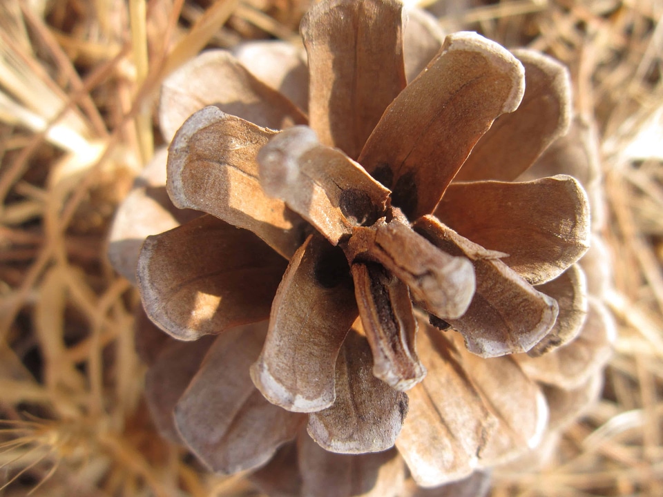 Branch brown conifer