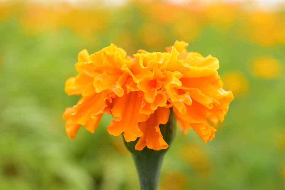 Beautiful Flowers bloom blooming