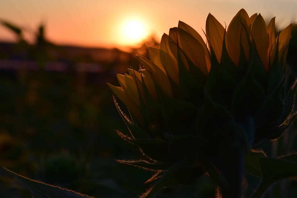 Agricultural agriculture daylight