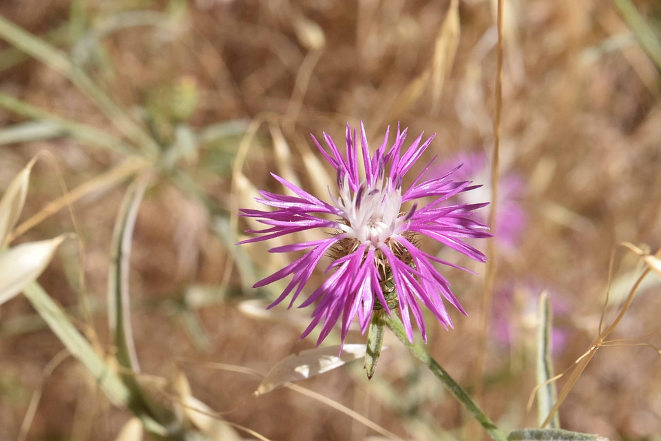 Beautiful Flowers bloom blooming