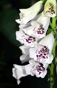 Bloom blossom exotic