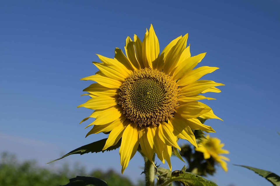 Agricultural agriculture beautiful flowers