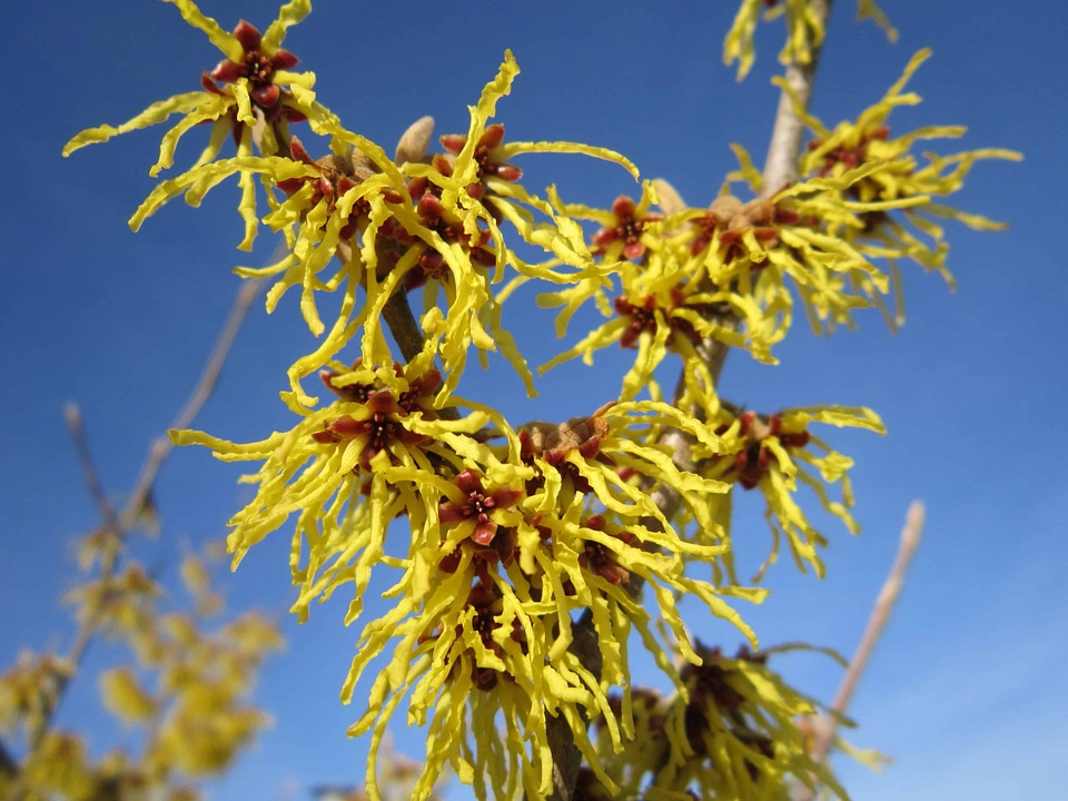 Blue Sky branch branches
