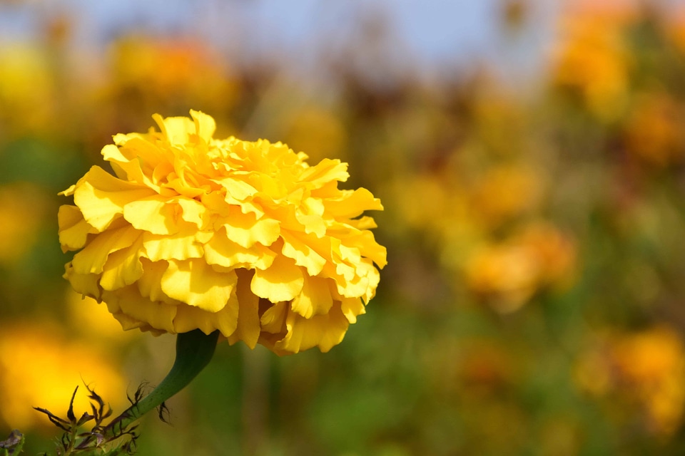 Beautiful Flowers bloom blooming