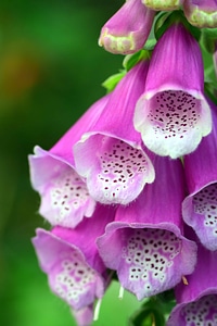 Beautiful Flowers bloom blooming photo