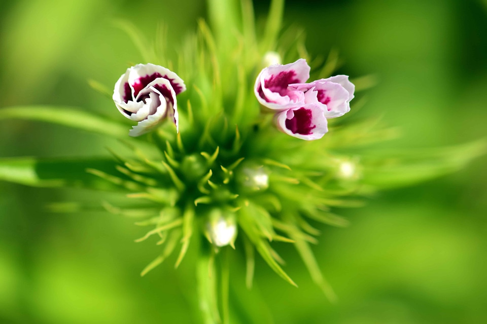 Beautiful Flowers beautiful photo blooming