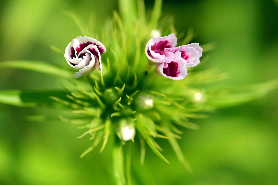 Beautiful Flowers beautiful photo blooming photo