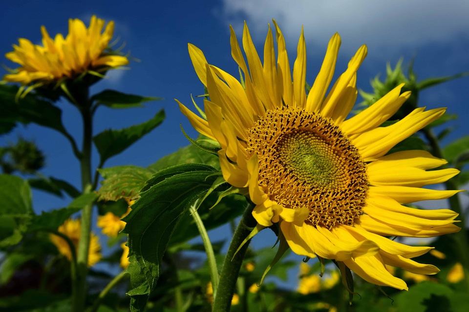 Agricultural agriculture beautiful