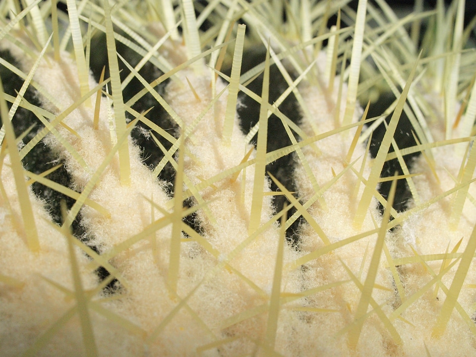Close up prickly spur