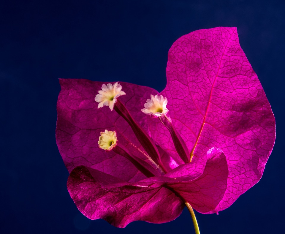 Flower pink bougainville