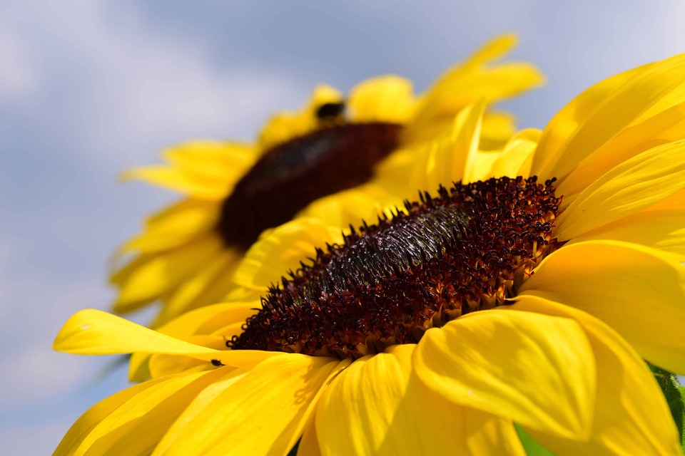 Agricultural agriculture beautiful flowers