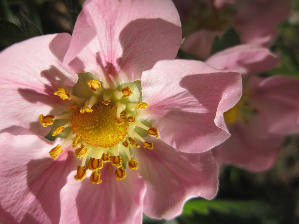 Beautiful Flowers bloom blooming