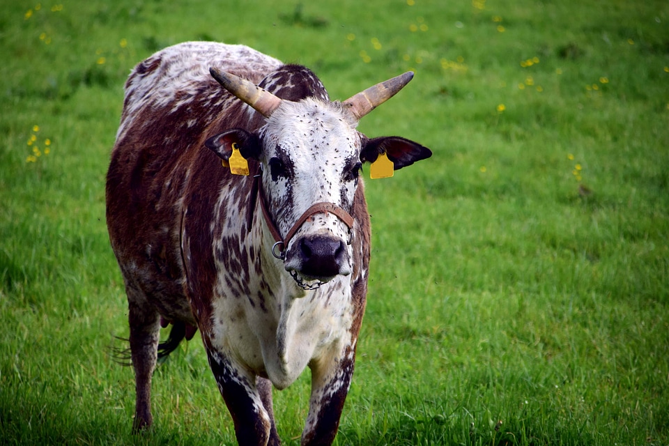 Animal beautiful photo bovine