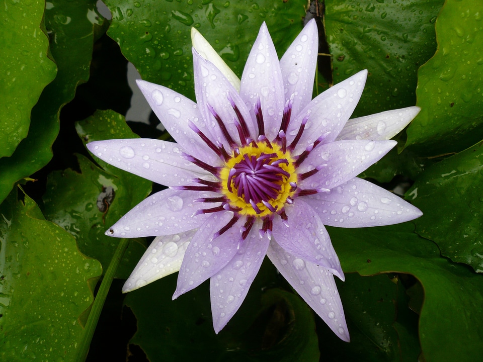 Martinique pond caribbean