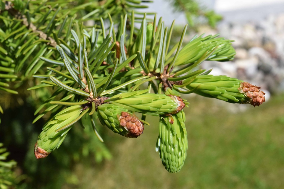 Branch conifer evergreen