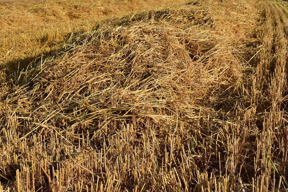 Agriculture cereal corn
