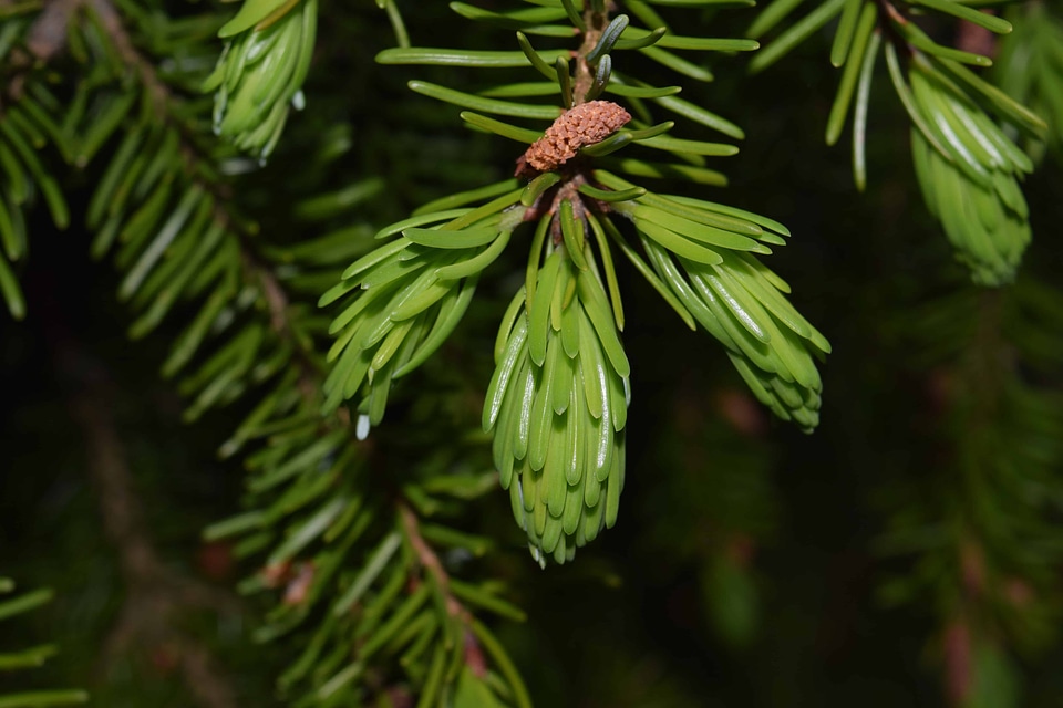 Branch conifer conifers