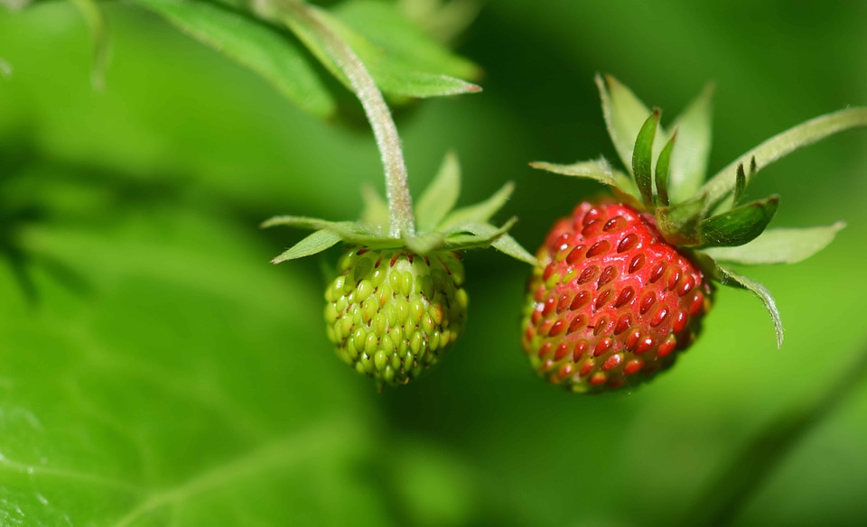 Berry delicious dessert