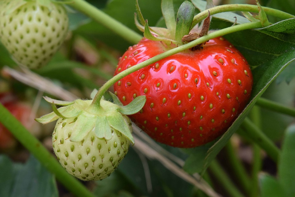 Agriculture berry biscuit