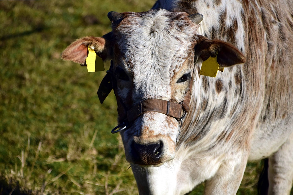 Agriculture animal beautiful photo