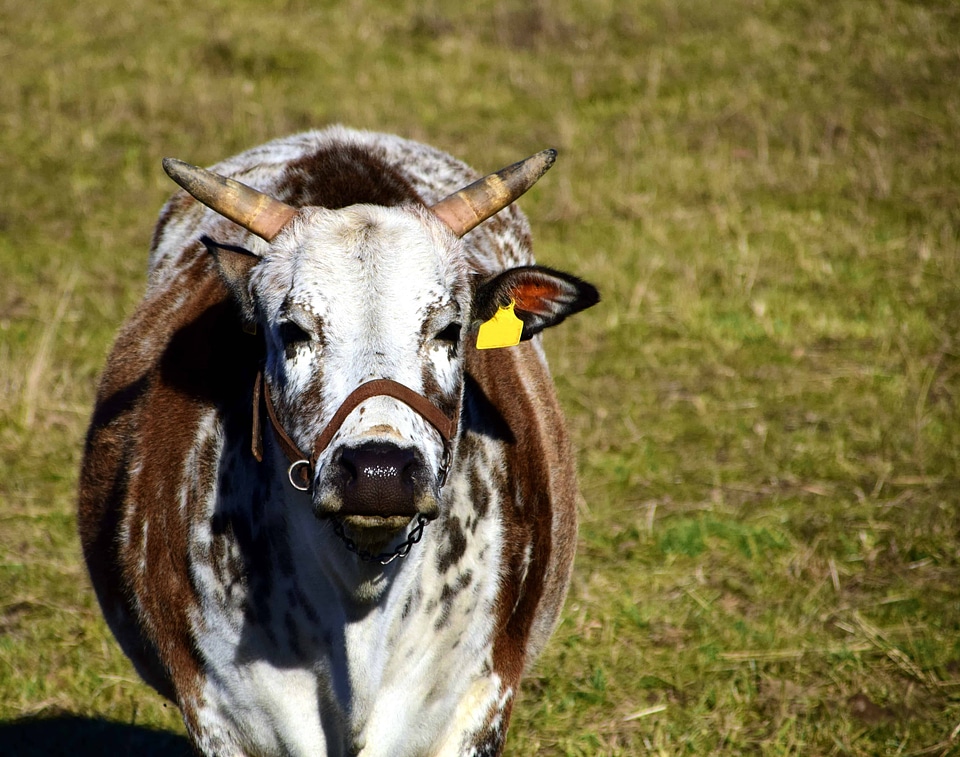 Agriculture animal beef