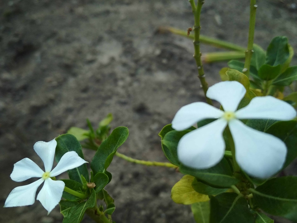 Beautiful Flowers blooming blossom