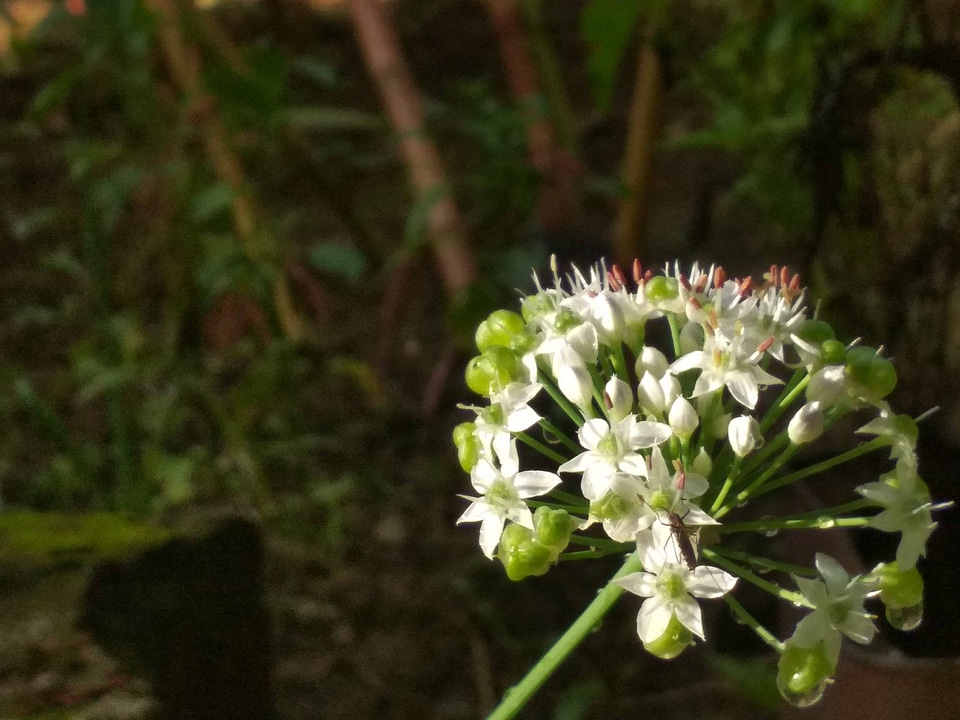 Beautiful Flowers bloom blooming