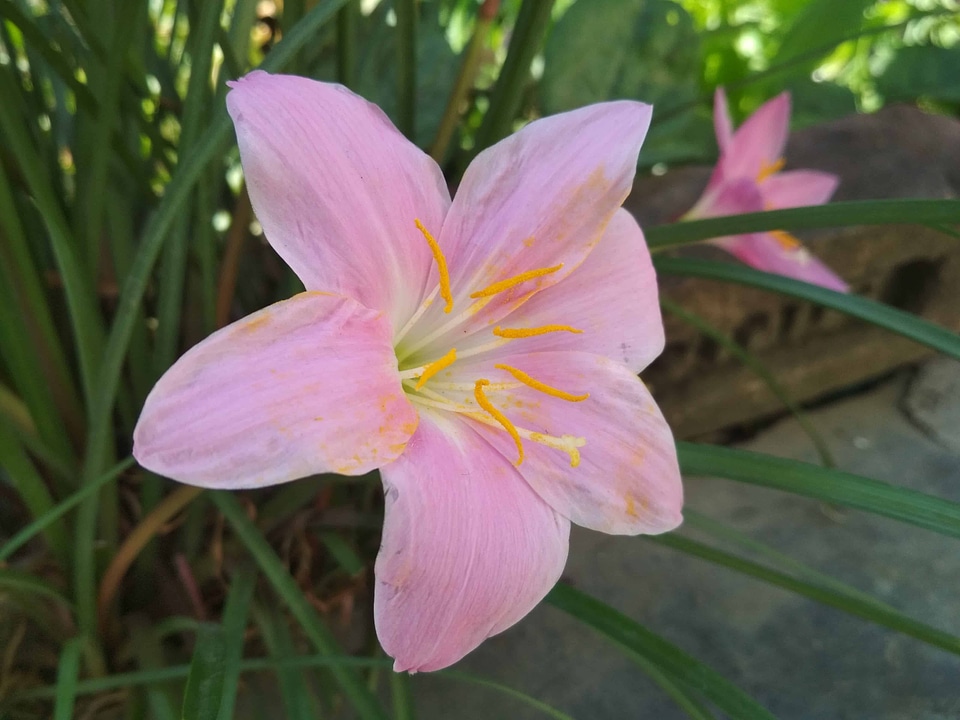 Beautiful beautiful flowers beautiful image