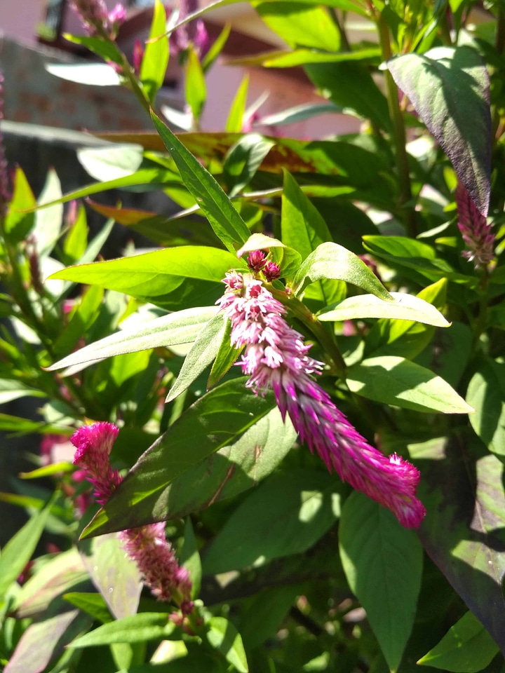 Beautiful beautiful flowers bloom