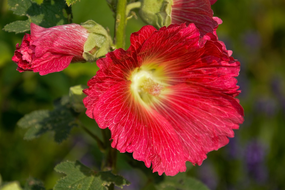 Plant red summer