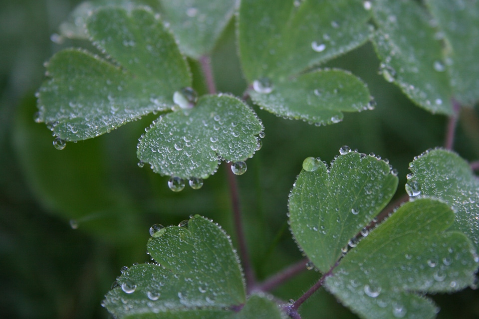 Dew close up morgentau