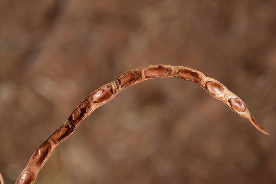 Autumn autumn season dry