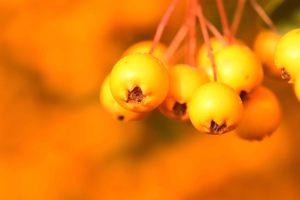 Berry brown detail