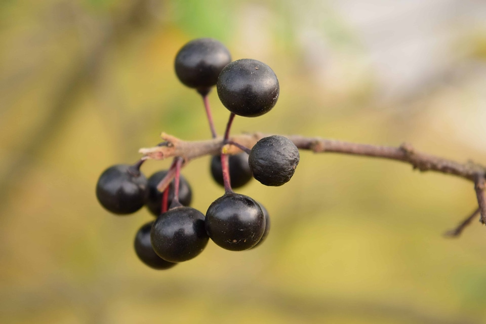 Autumn autumn season berry