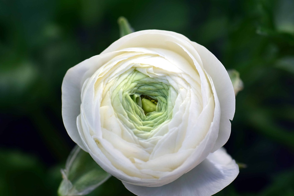 Beautiful Flowers bloom blooming