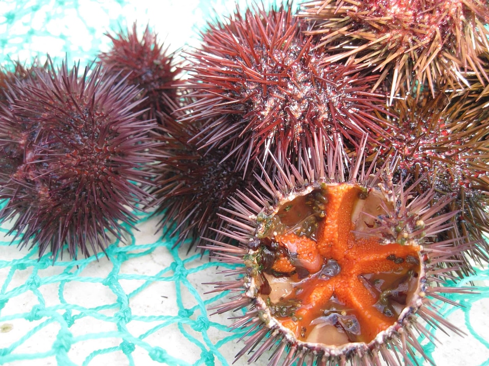 Animal detail Echinoidea echinozoa