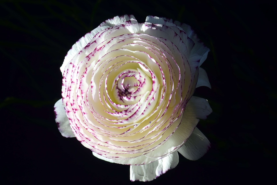 Beautiful Flowers blooming blossom
