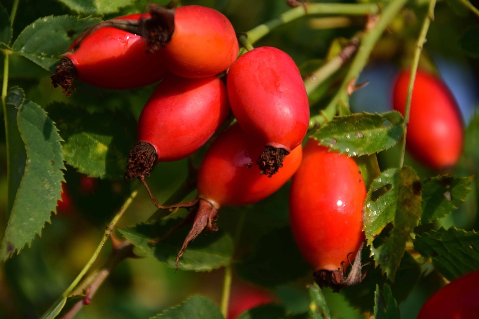Berry branch climate