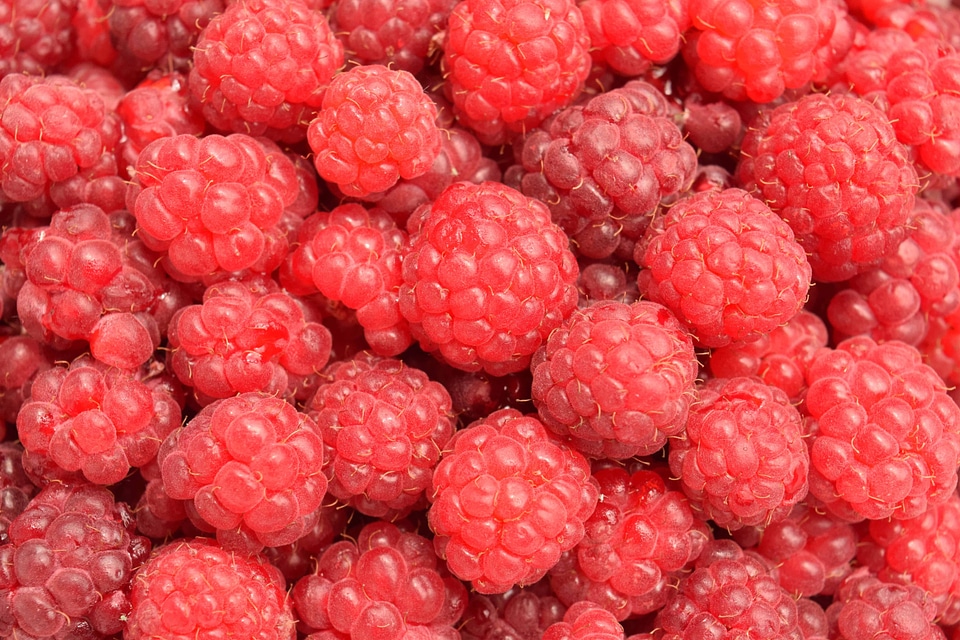 Berry biscuit calorie