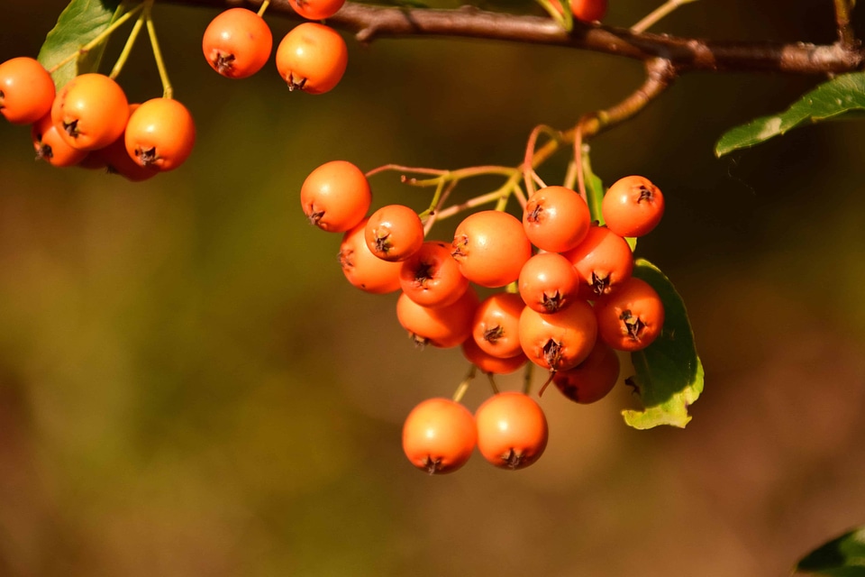 Berry branch detail