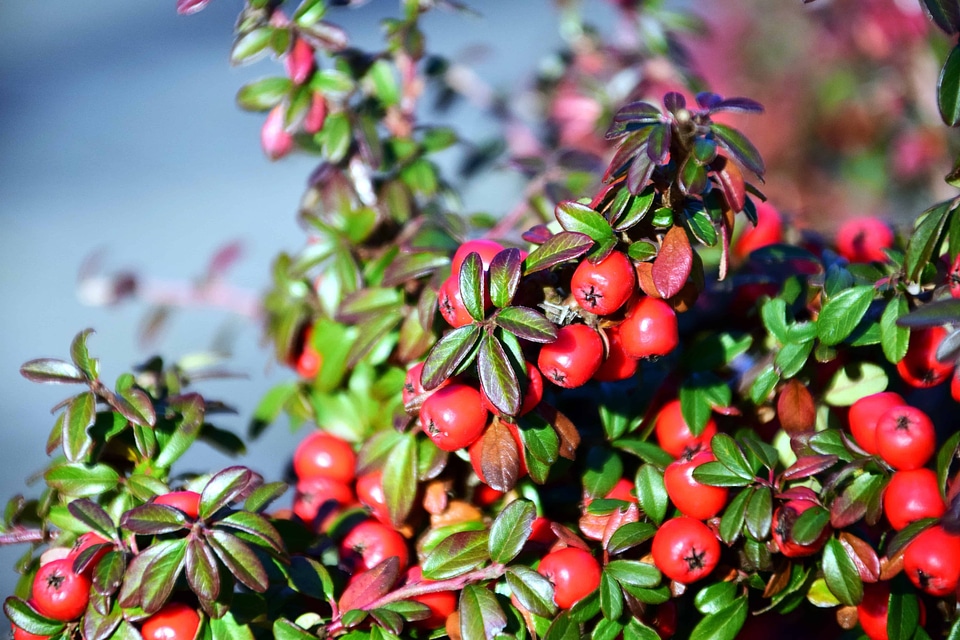 Berry branch garden