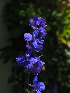 Blue high larkspur delphinium elatum photo