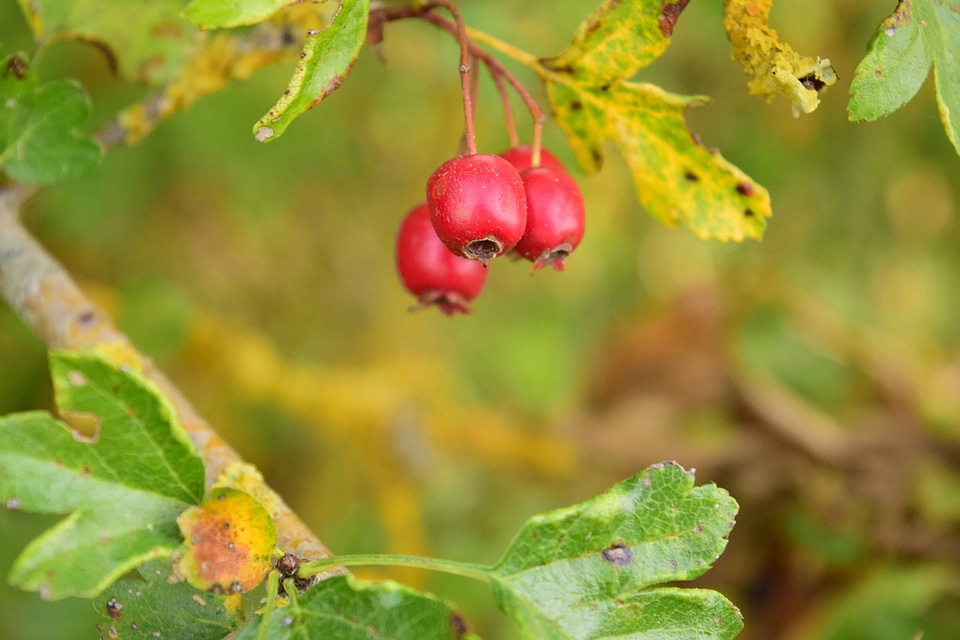 Berry branch diet
