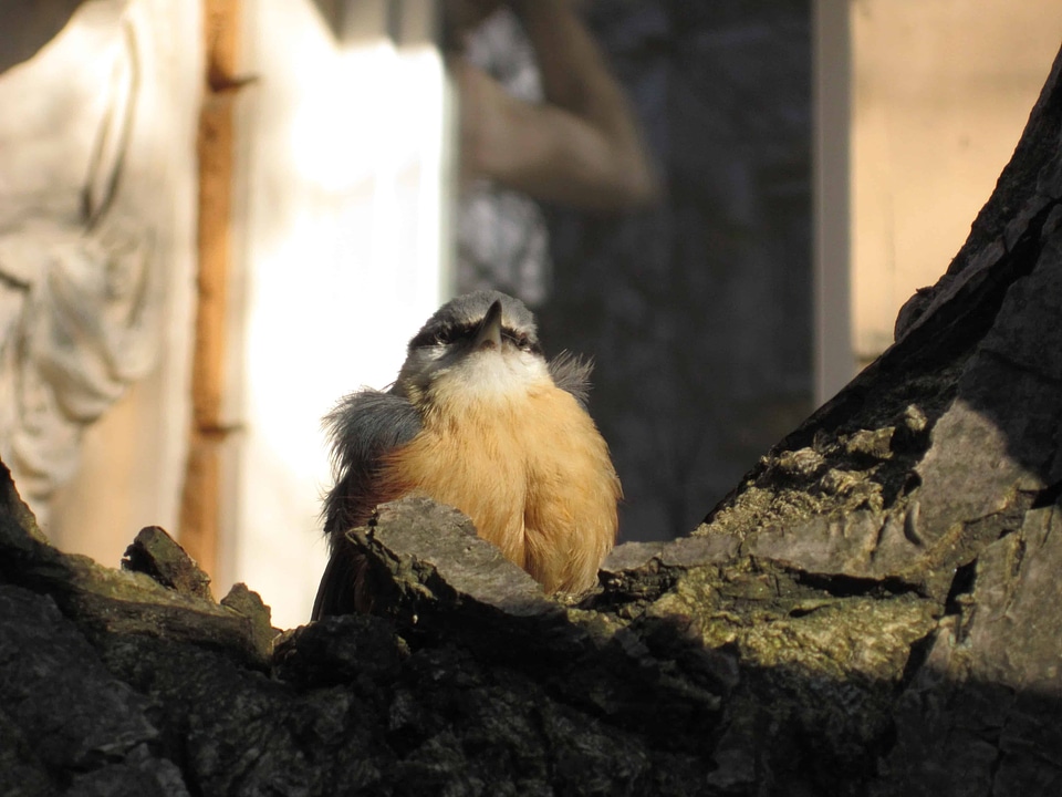 Animal avian beak photo