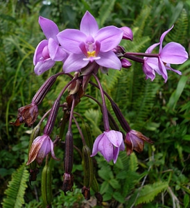 Purple flowers rainforest