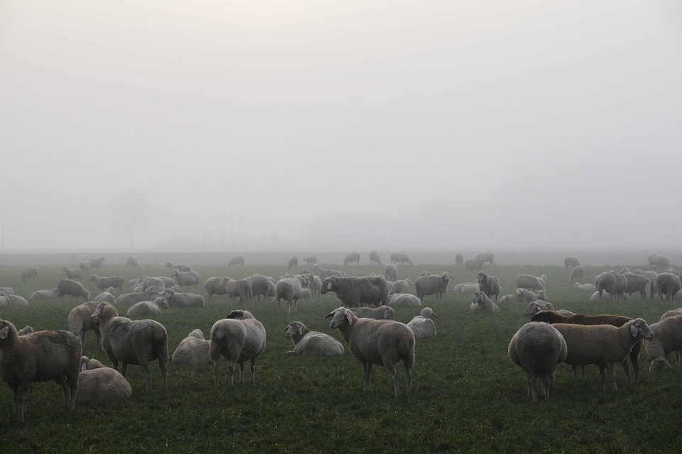 Agriculture animal cattle