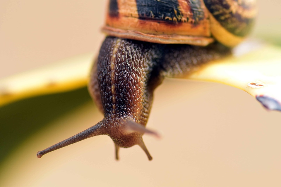 Animal daylight fauna